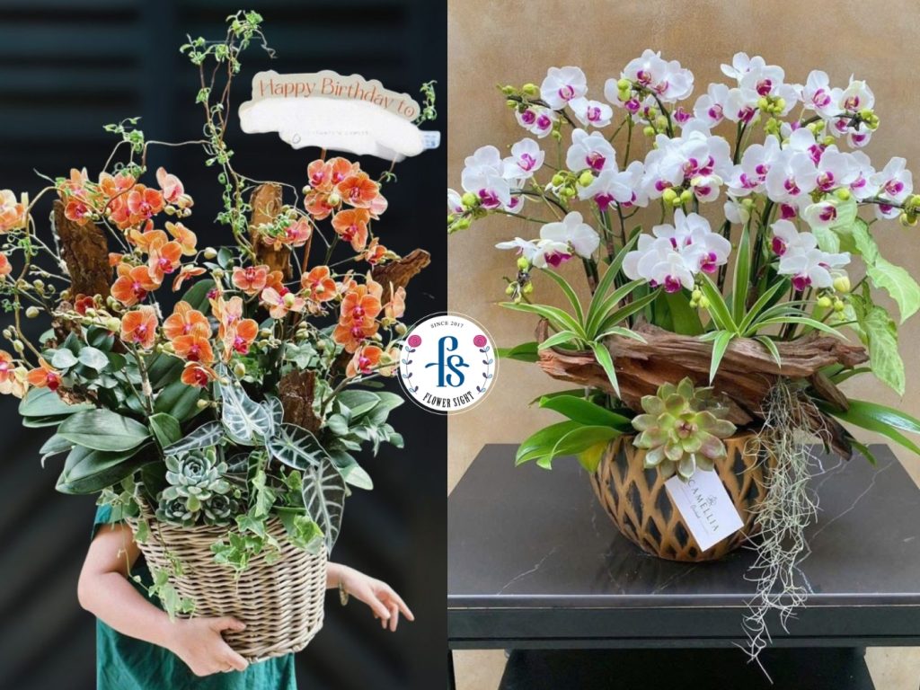 Hoa lan (Hồ điệp)