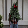Cây Thông Noel Tươi Gabriel