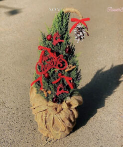 Cây Thông Noel Tươi Light years