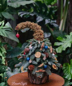 Cây Thông Noel Tươi Moonshine