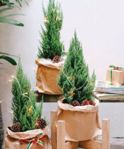 Cây Thông Tươi Buddy