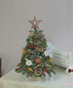 Cây thông tươi Dorothea