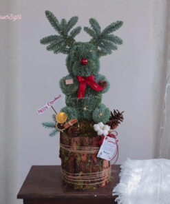 Cây thông tươi Elizabeth