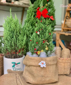 Cây thông tươi Felix