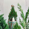 Cây thông tươi Kristopher