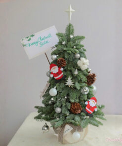 Cây thông tươi Nico