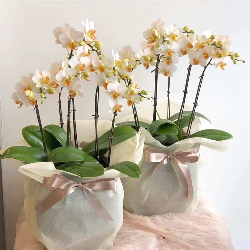 Hồ điệp nhí- Thanh tao - Hồ điệp Vàng Trắng