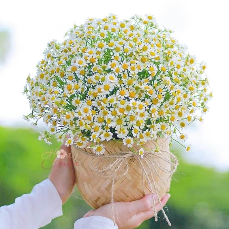 Giỏ hoa tươi Cúc Tana - Baby đẹp giá rẻ TPHCM