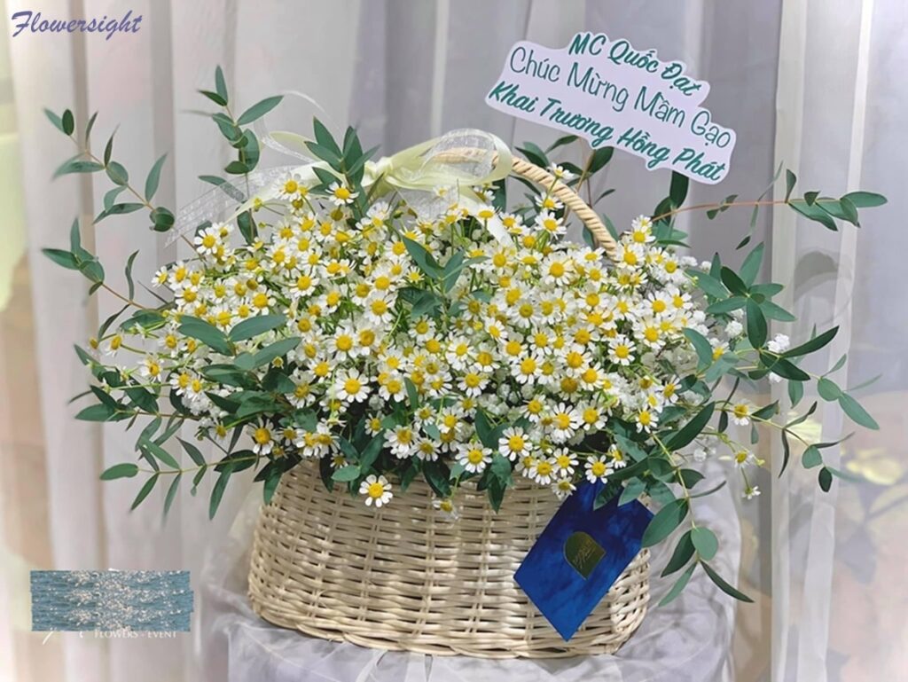 Hoa cúc tana đẹp