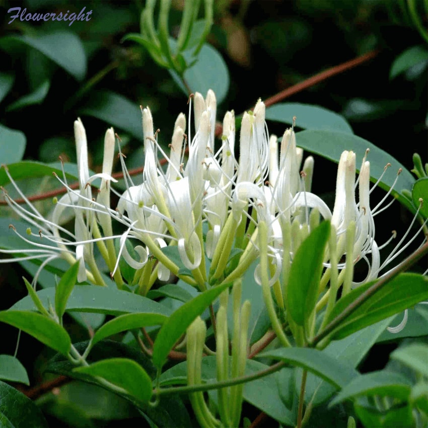 Kim ngân - loài hoa tượng trưng cho tình yêu thầm lặng