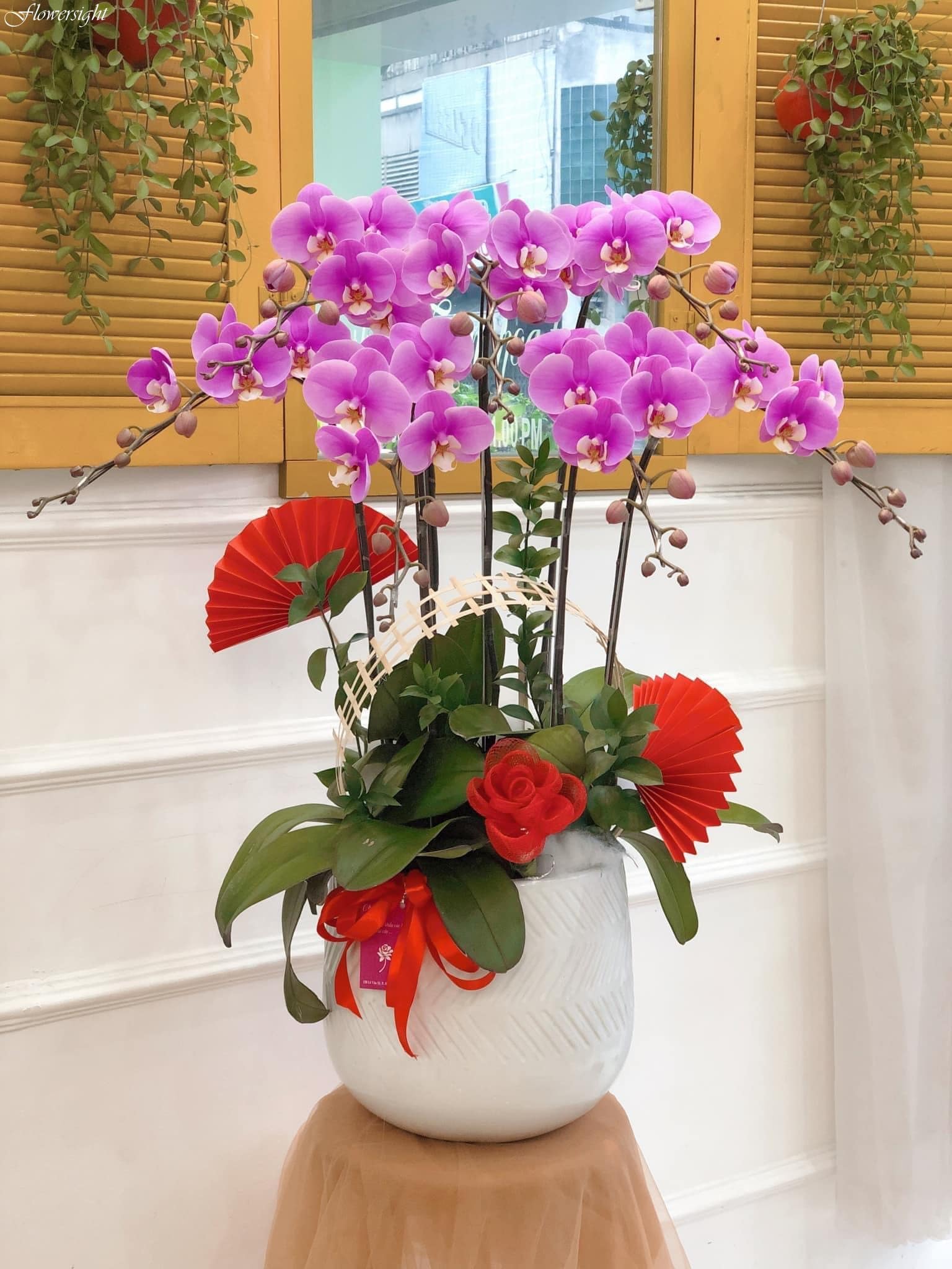 Tặng lan hồ điệp