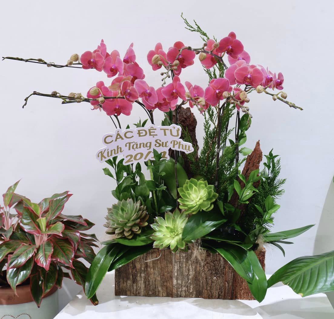 Lẵng hoa lan chúc mừng