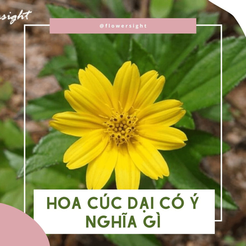 Hoa cúc dại có ý nghĩa gì ? Bí kíp trồng hoa cúc dại ra bông to và đẹp