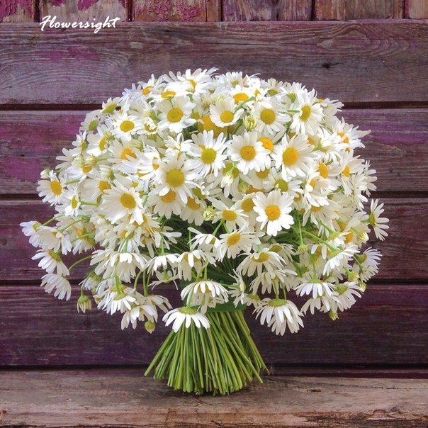 Bó hoa cúc họa mi tròn làm hoa cưới cầm tay