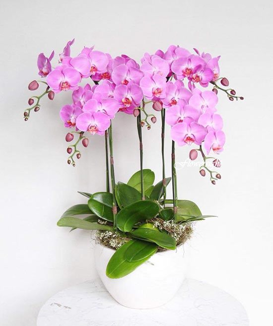 Hoa lan tím thể hiện sự thuỷ chung son sắt t