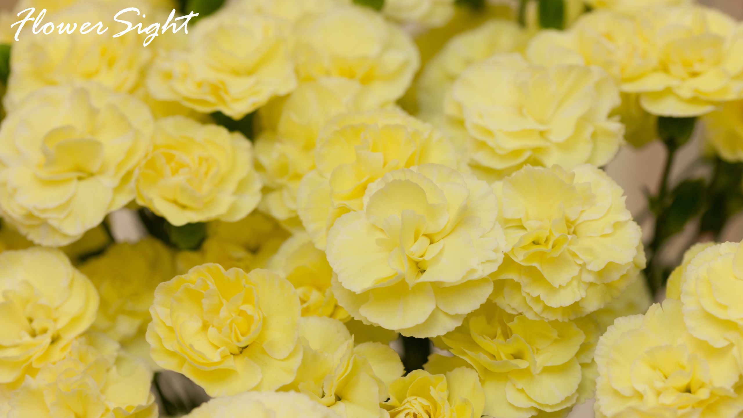 Hoa cẩm chướng vàng