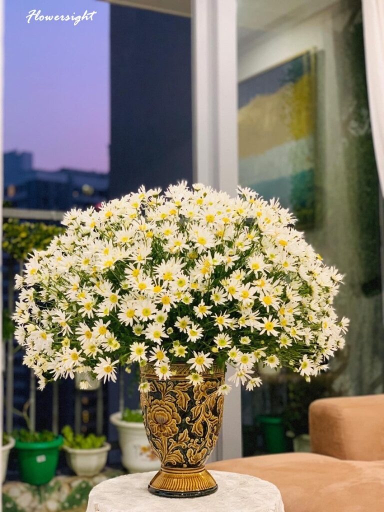 Cúc họa mi mang trong mình một vẻ đẹp nhẹ nhàng, mỏng manh nhưng lại có nhiều giá trị trong cuộc sống