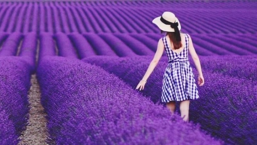 Hoa Lavender có nguồn gốc từ khu vực Địa Trung Hải