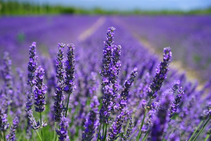 Hoa Lavender với sắc tím đặc trưng 