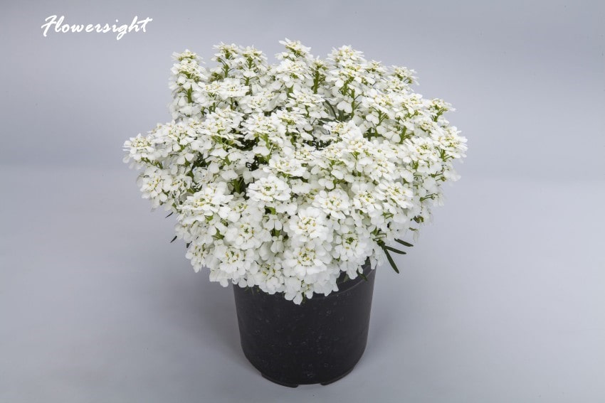 Hoa bụi đường, loài hoa lạnh lùng vô cảm