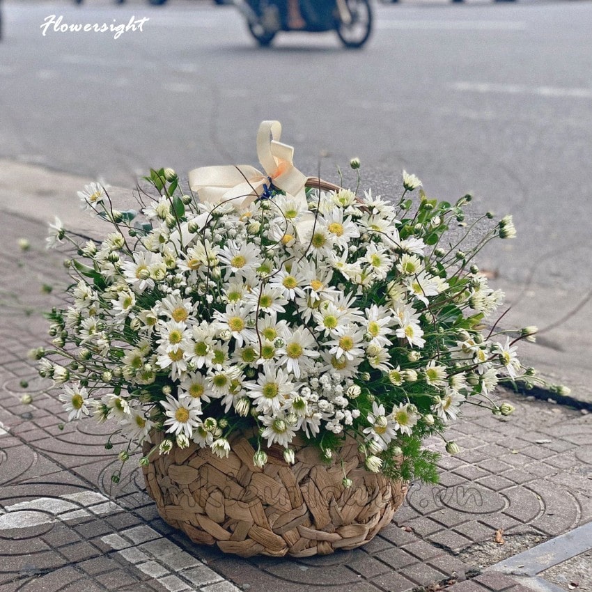 giỏ hoa cúc họa mi