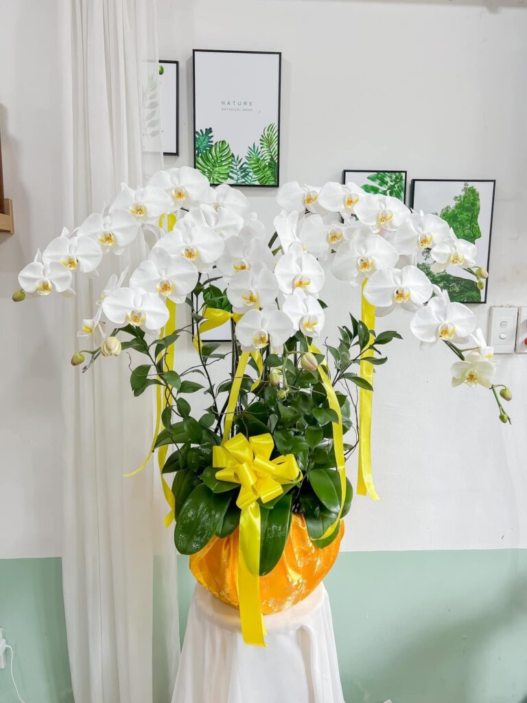 Hoa lan trắng sang trọng
