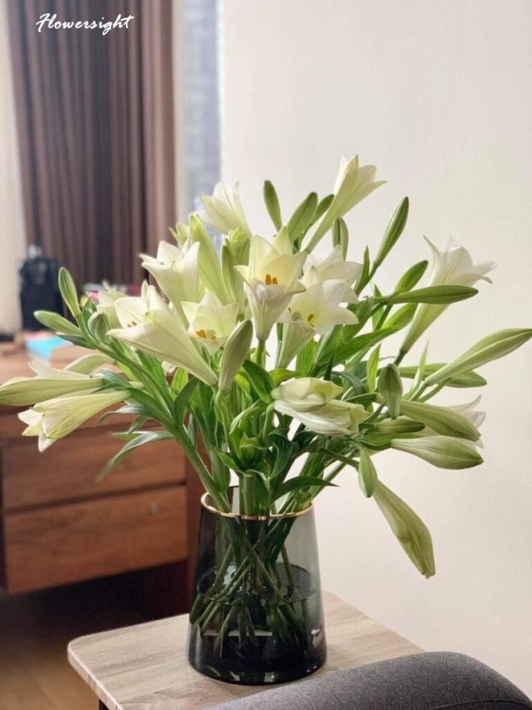 Hoa lily trắng tượng trưng cho đức mẹ đồng trinh