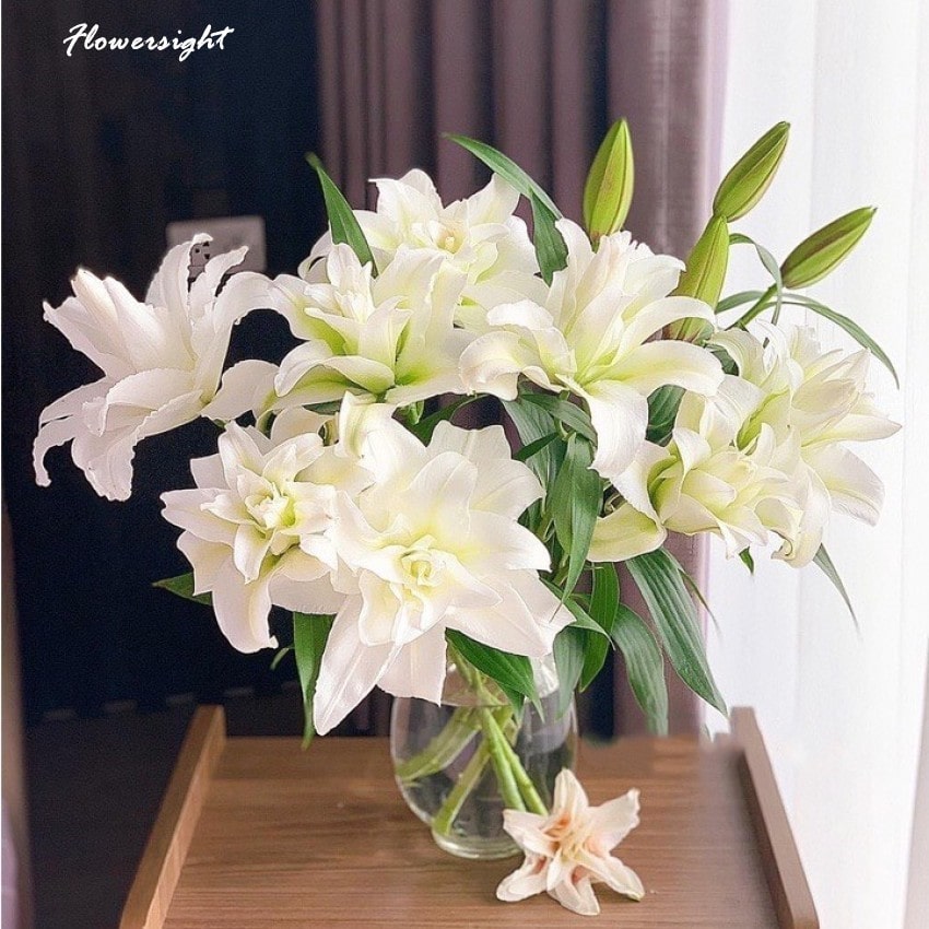 Hoa ly trắng mang ý nghĩa đặc biệt trong cơ đốc giáo