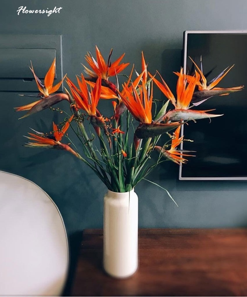 Hoa thiên điểu - hãy giữ vững niềm tin để theo đuổi đam mê