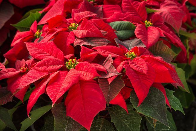 Hoa trạng nguyên thường dùng trong lễ giáng sinh