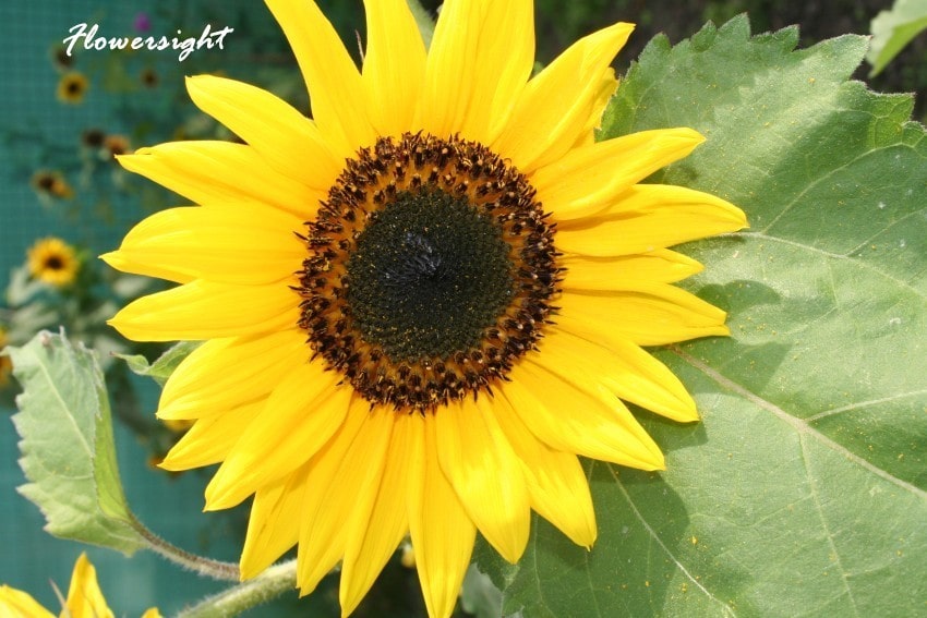 thắp hương bằng hoa hướng dương