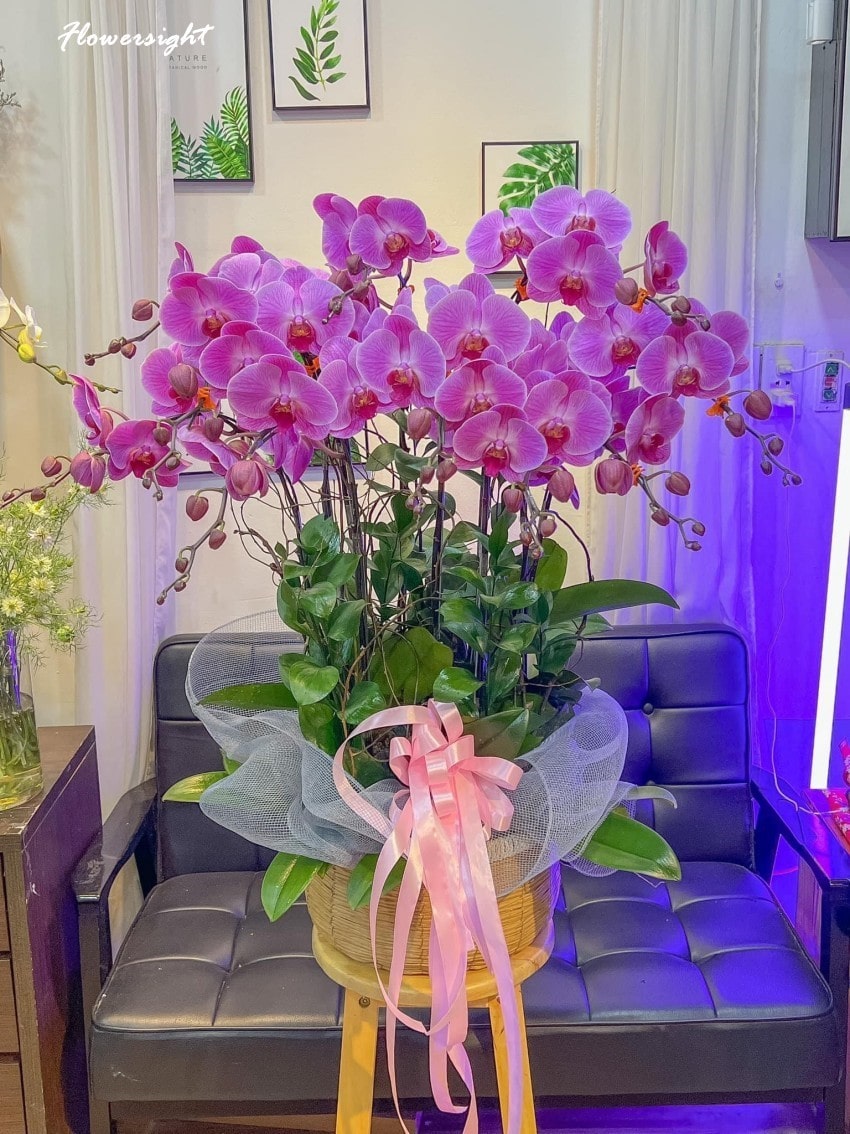 Lẵng hoa lan mừng tân gia là món quà thể hiện tấm lòng, sự kính trọng của bạn đối với gia chủ