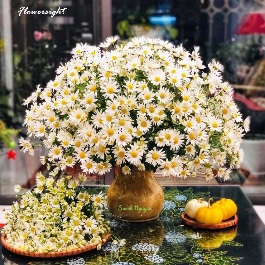 Bình Hoa cúc hoạ mi