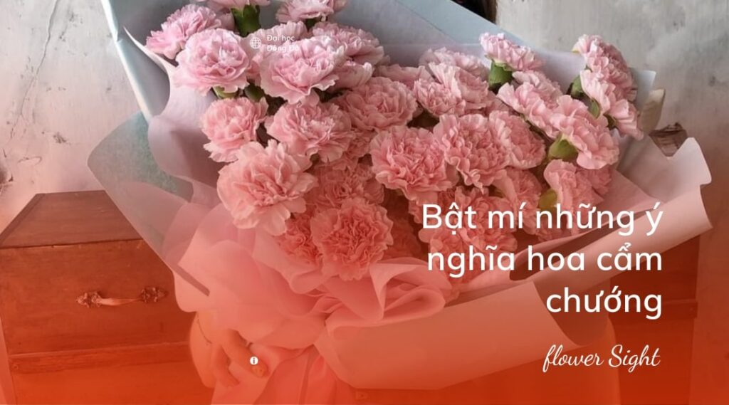 Bật mí những ý nghĩa hoa cẩm chướng