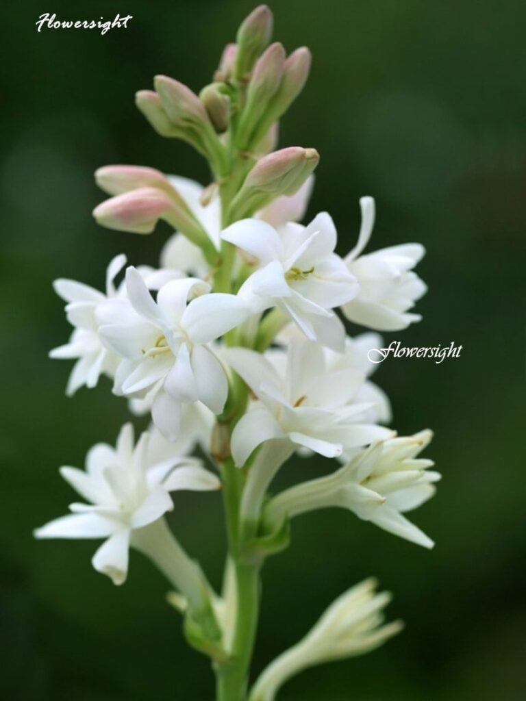 Ý nghĩa của hoa huệ trắng đám tang