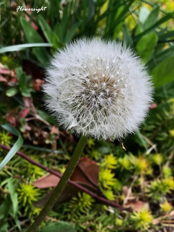 hoa bồ công anh ý nghĩa chia buồn