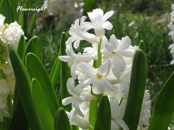 hoa dạ lan hương