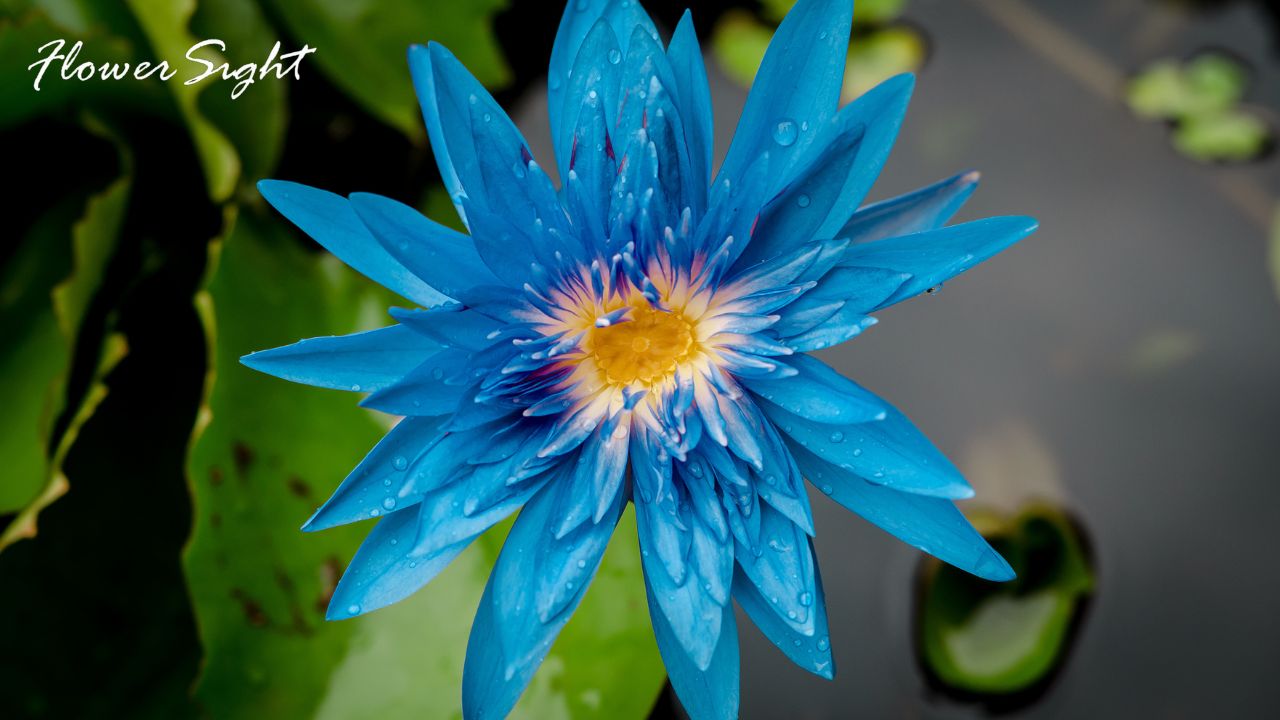 Hoa sen màu xanh dương