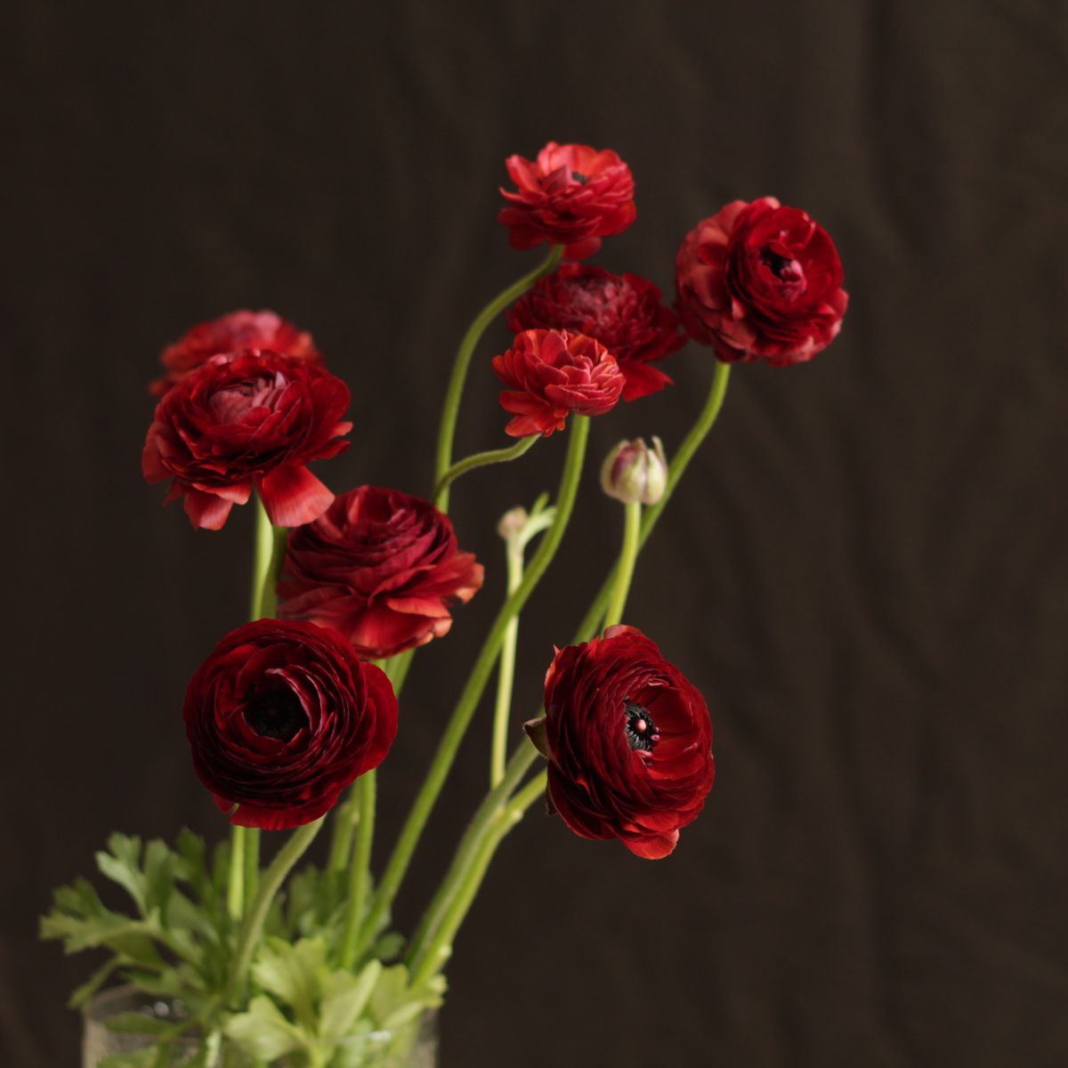 Hoa cát tường có màu đỏ