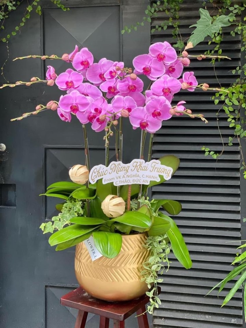 Chậu lan hồ điệp hồng đẹp