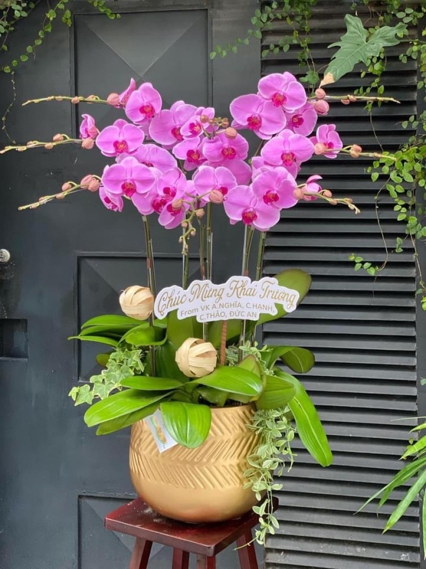 Chậu lan hồ điệp tặng khai trương