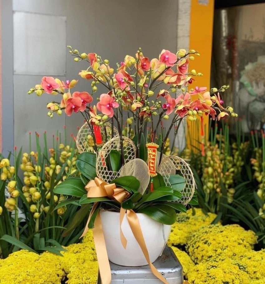 lan hồ điệp mừng khai trương