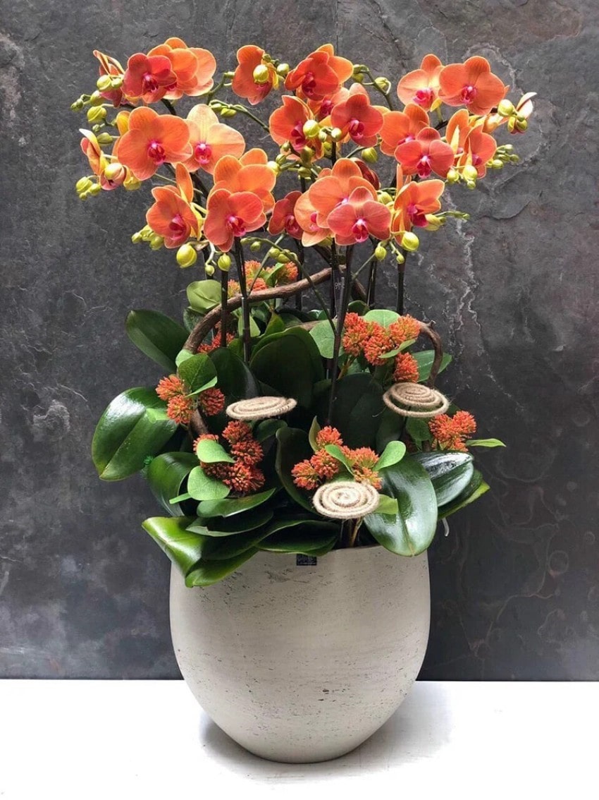 Mỗi số lượng cành lan hồ điệp cam đều mang ý nghĩa riêng