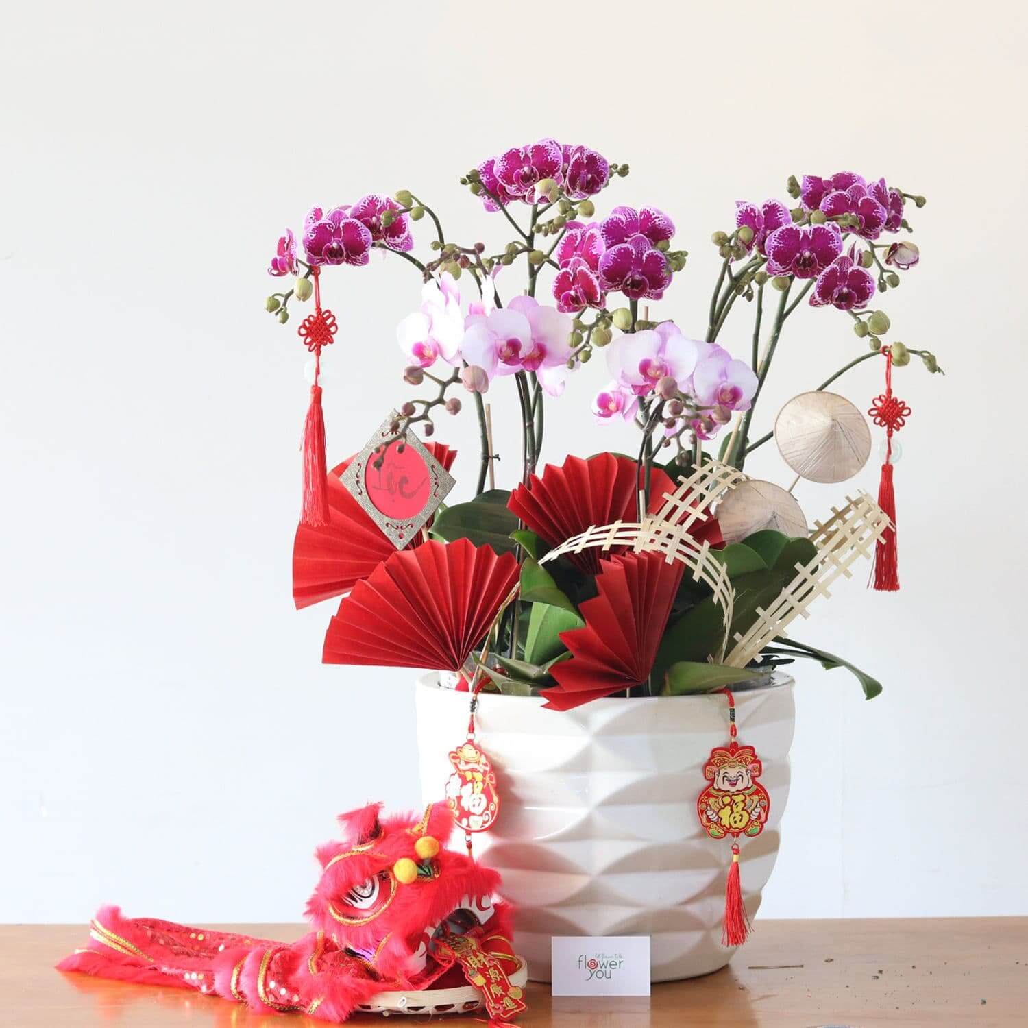 Chậu lan hồ điệp tết