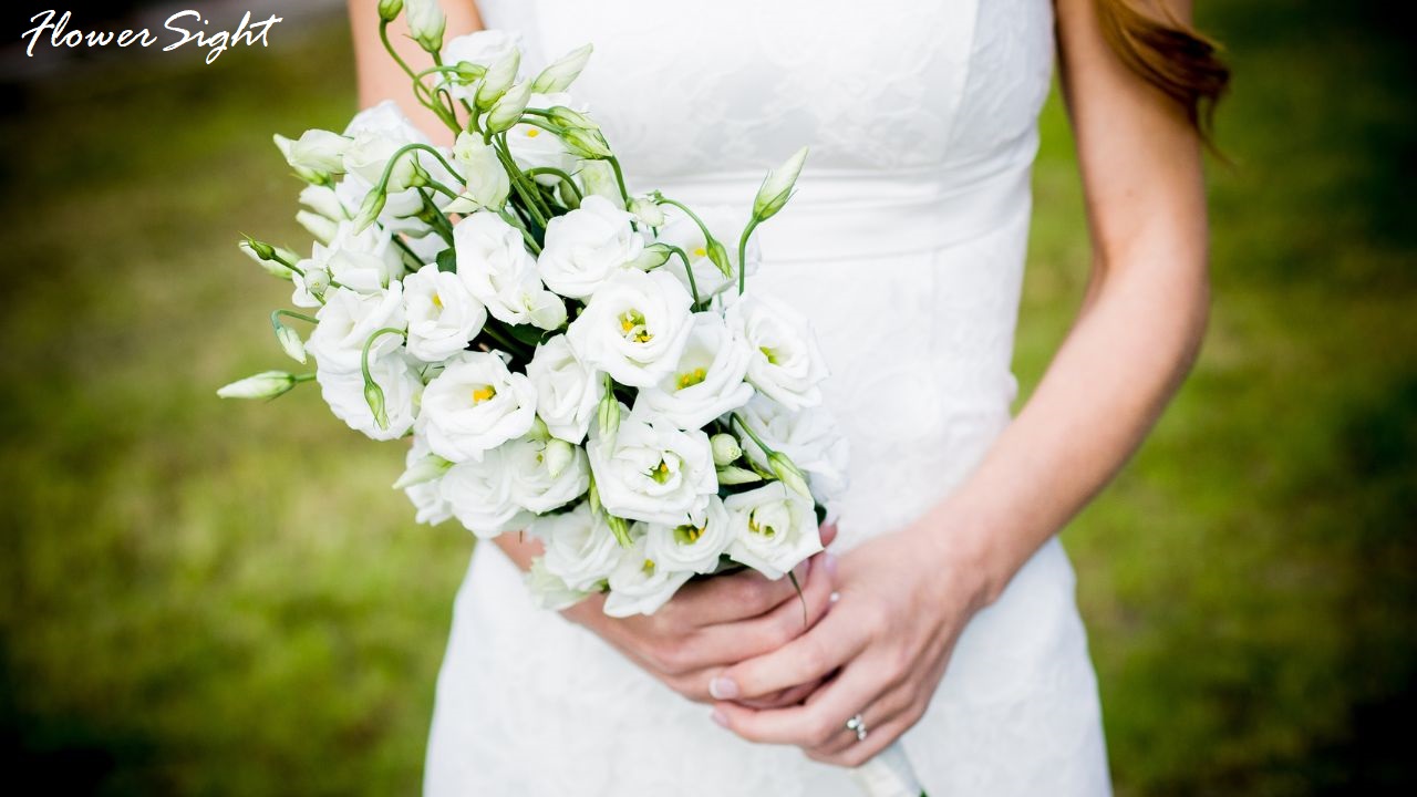 Bó hoa cưới cát tưởng trắng