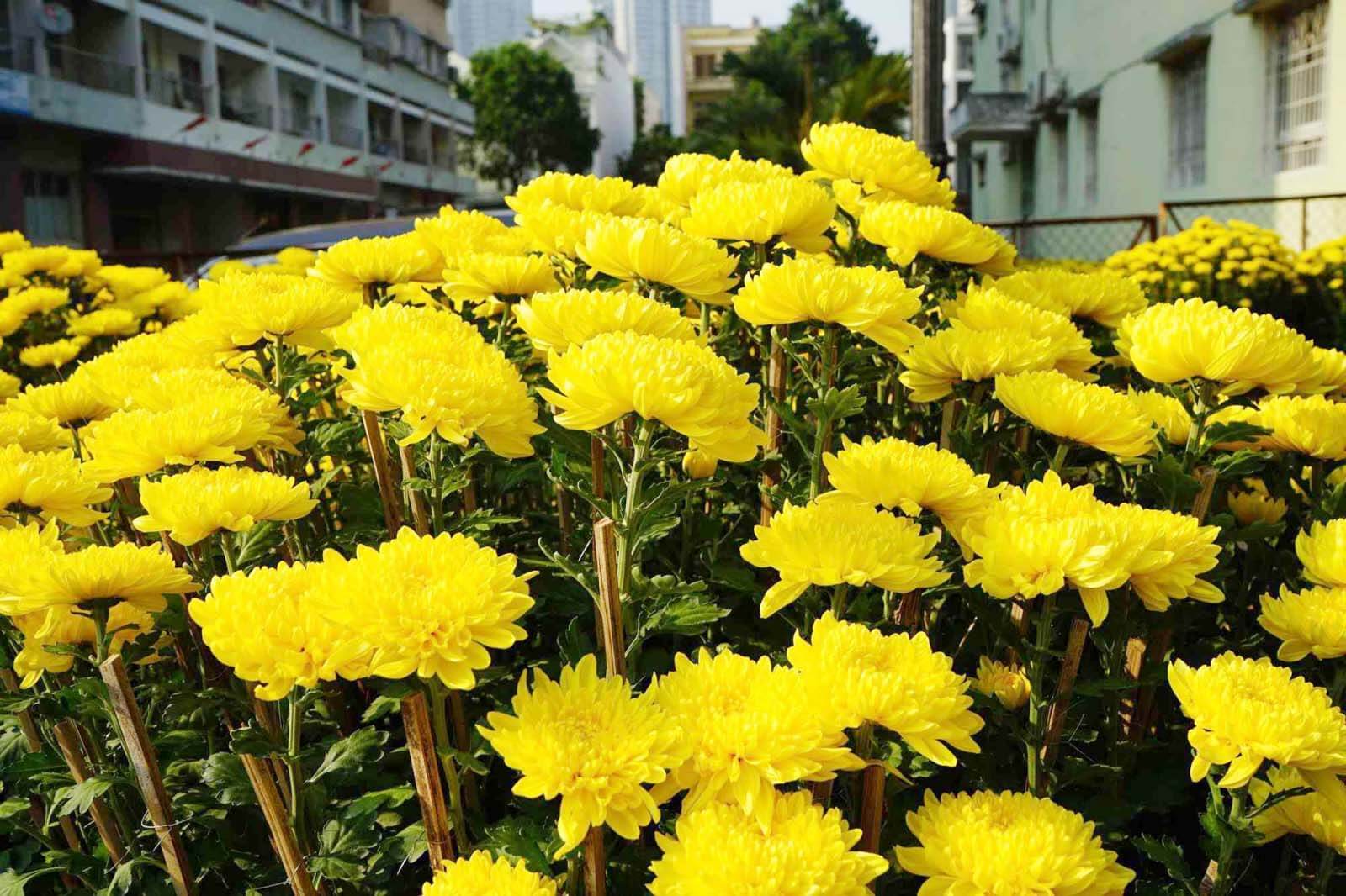 Chậu hoa cúc đại đoá