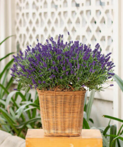 Chậu hoa lavender để bàn
