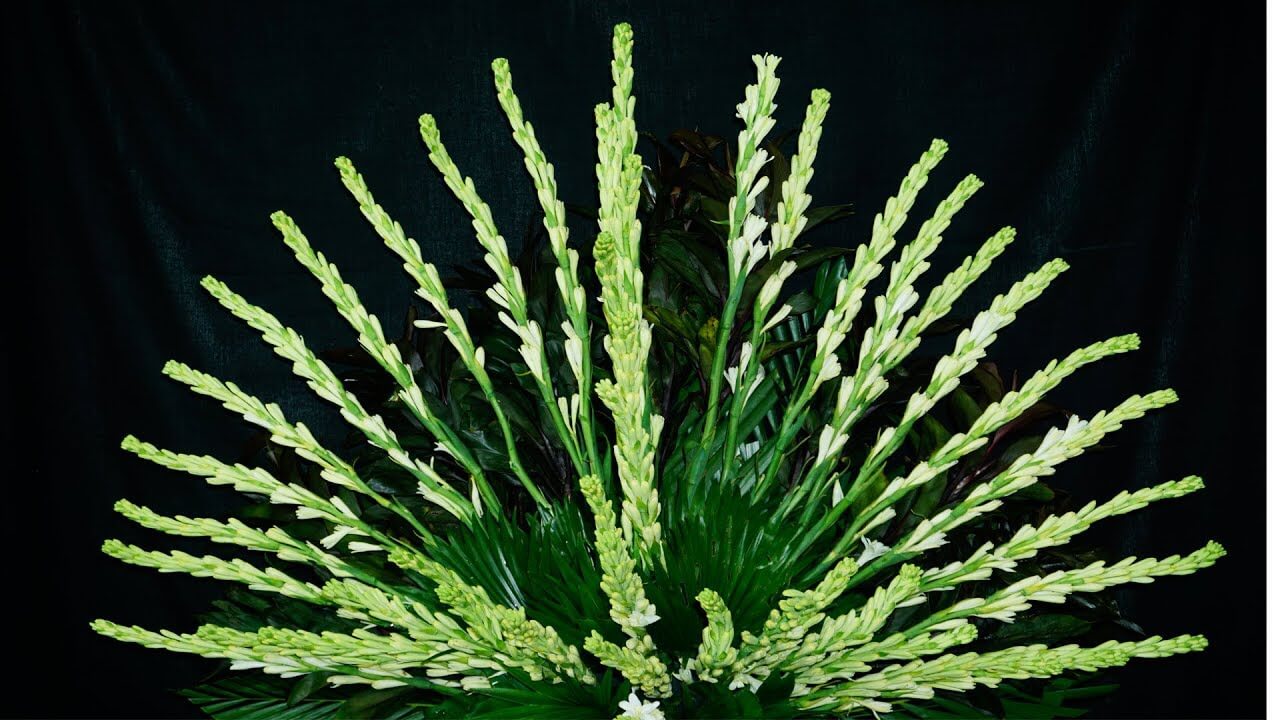 Hương thơm của hoa huệ