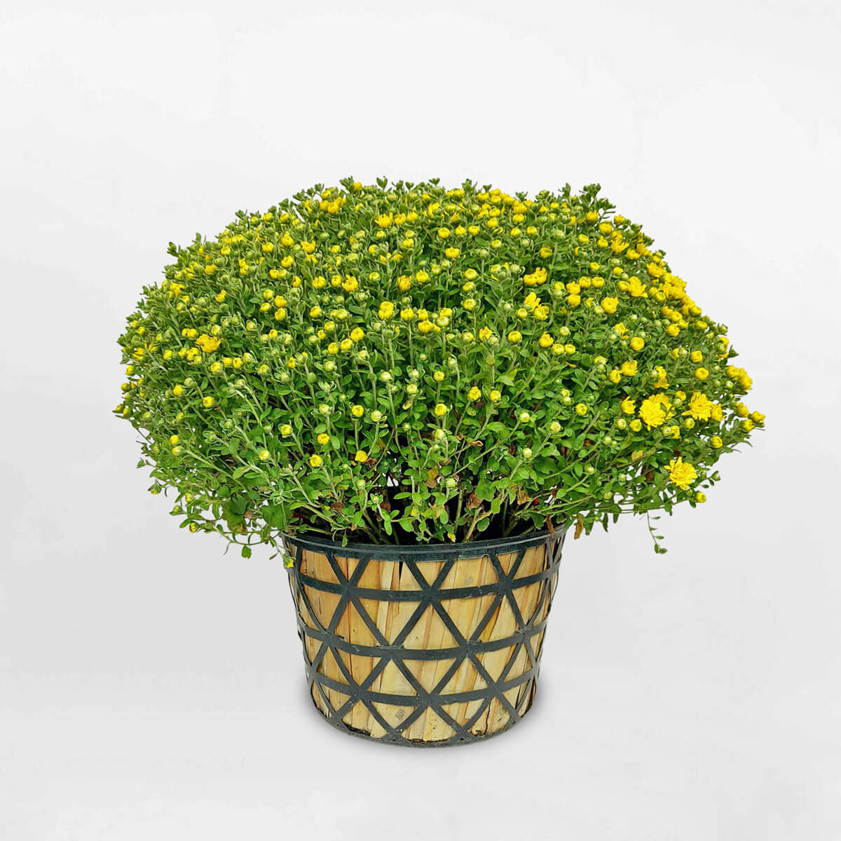 Mua chậu hoa cúc mâm xôi