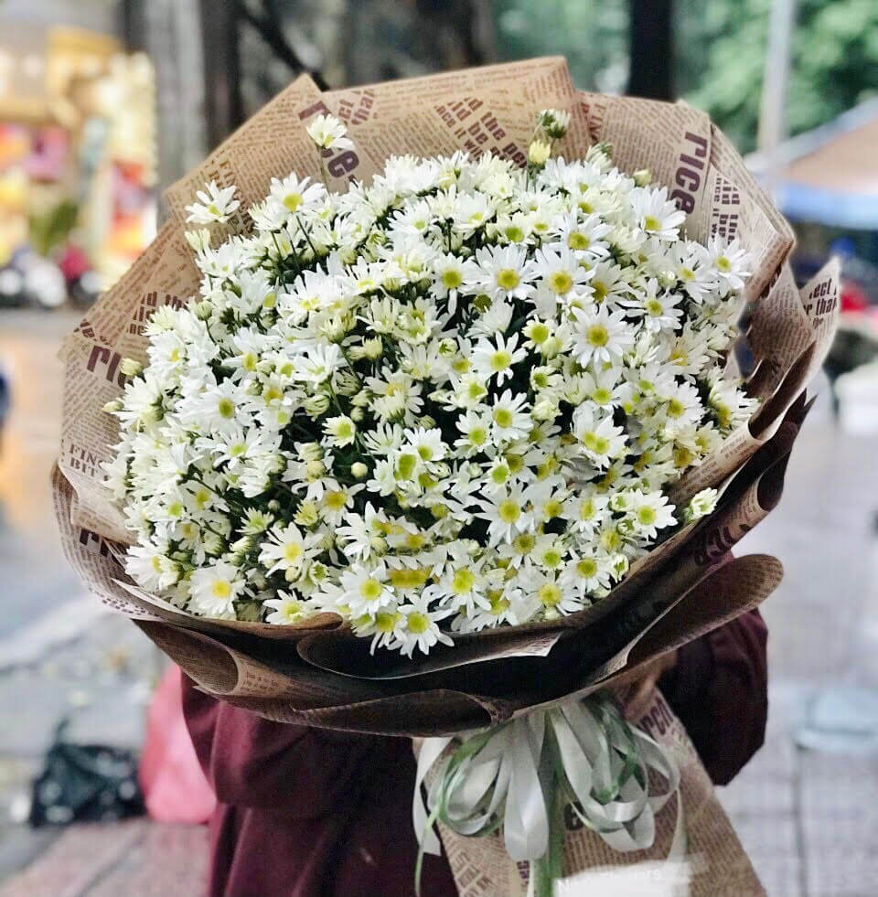 bó hoa cúc họa mi